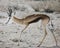 Springbok Antidorcas marsupialis walking on parched stony ground