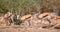 Springbok in an arid landscape