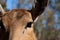 Springbok body photographed up close, on a green natural background. Light brown animal, big eyes. They are mammals and herbivores