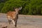 Springbok body photographed up close, on a green natural background. Light brown animal, big eyes. They are mammals and herbivores