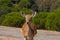 Springbok body photographed up close, on a green natural background. Light brown animal, big eyes. They are mammals and herbivores