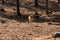 Springbok body photographed up close, on a green natural background. Light brown animal, big eyes. They are mammals and herbivores