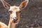 Springbok body photographed up close, on a green natural background. Light brown animal, big eyes. They are mammals and herbivores