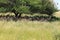 Springbok central kalahari game reserve botswana under a tree