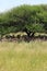 Springbok central kalahari game reserve botswana under a tree