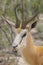 A springbok close up in Etosha National park