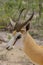 A springbok close up in Etosha National park