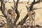 Springbok couple