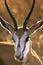 Springbok - Damaraland - Namibia