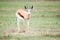 Springbok deer