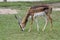 The springbok eatting grass in the garden at thailand