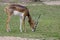 The springbok eatting grass in the garden at thailand