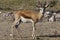 Springbok - Etosha National Park - Namibia