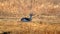 Springbok in a field
