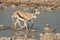 Springbok fleeing from water hole