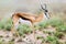 Springbok full body portrait Antidorcas marsupialis
