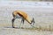 Springbok grazing