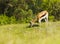 Springbok grazing