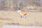 Springbok grazing in the bush.