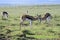 Springbok grazing in a field