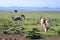 Springbok grazing in a field
