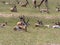 Springbok herd, Antidorcas marsupialis, pasture Kalahari, South Africa