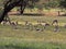 Springbok herd, Antidorcas marsupialis, pasture Kalahari, South Africa