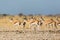 Springbok herd antidorcas marsupialis standing in savanna in sunshine