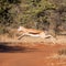 Springbok Jumping