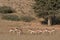 Springbok in Kalahari