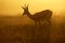 Springbok, Kalahari desert, South Africa