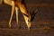 Springbok, Kalahari desert, South Africa