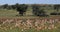 Springbok in kalahari, South Africa wildlife