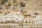 Springbok in Kgalagari transfrontier park, South Africa