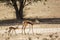 Springbok in Kgalagari transfrontier park, South Africa