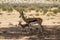 Springbok in Kgalagari transfrontier park, South Africa