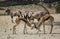 Springbok in Kgalagari transfrontier park, South Africa