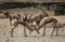 Springbok in Kgalagari transfrontier park, South Africa