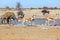 Springbok and kudu at the muddy waterhole