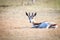 Springbok laying in the grass.