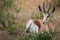 Springbok laying in the grass.