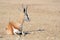 Springbok lying