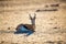 Springbok lying in the desert