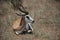 Springbok lying in the grass