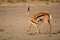 Springbok mother Antidorcas marsupialis is breast-feeding a baby animal in parched sand.