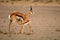 Springbok mother Antidorcas marsupialis is breast-feeding a baby animal in parched sand in Kalahari desert