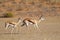 Springbok mother and fawn trotting