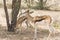 Springbok mother with juvenile browsing on an Acacia tree