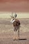 Springbok in Namib desert