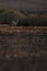 Springbok in nice light. Palmwag, Kaokoland, Kunene Region. Namibia. Harsh Landscape.